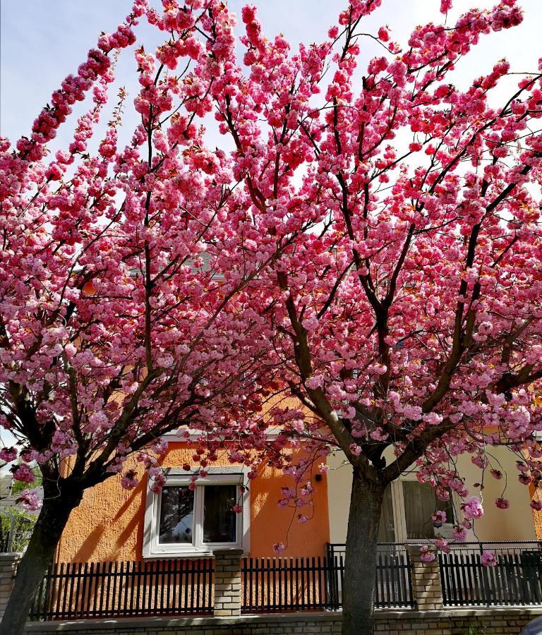Marcipan Daire Hévíz Dış mekan fotoğraf